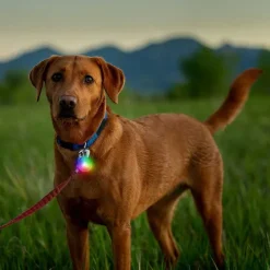 Orvis Collars|Rechargeable Dog Collar Light