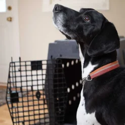 Orvis Cargo Protectors|Ruff Land Performance Dog Kennel